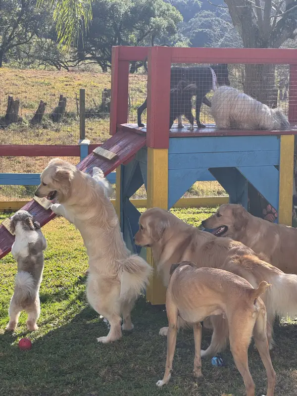 Grupo de cães brincando